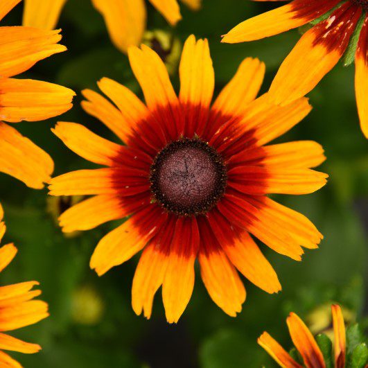 Rudbeckia ‘Smileyz Joyful’ 3L 5023242393827